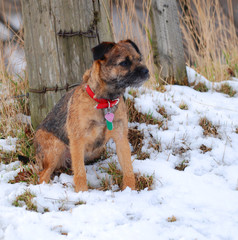 Border Terrier sitting in snow