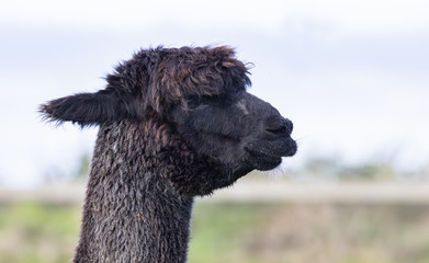 Obraz premium close up head of black fur alpaca in domestic farm