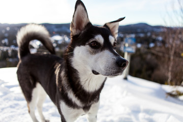 Portrait of a cross breed husky on the top of a mountain, in the winter