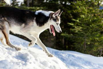 Alaskan husky running down a mountain in the winter, with blurry fir trees in the background