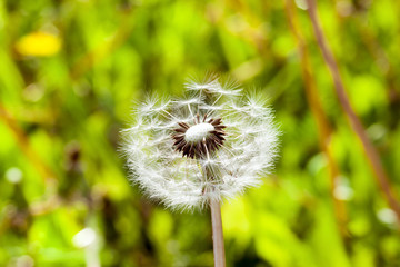 Dandelion Flower