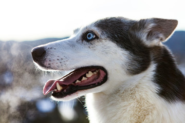 Close up of an alaskan husky on the top of a mountain, in the winter