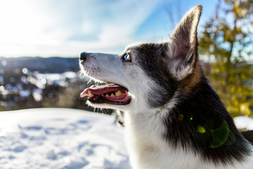 Close up of an alaskan husky on the top of a mountain, in the winter, with lens flares