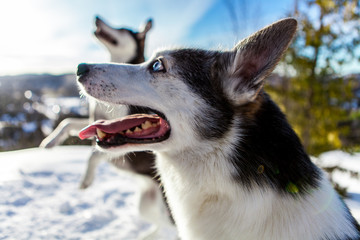 Two husky dogs playing around and enjoying the winter on the top of a mountain