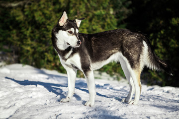 Portrait of an cross breed husky on a sunny winter day out, with cedar trees in the background