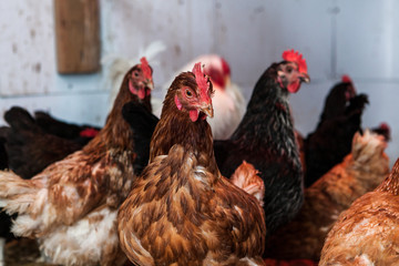 Group of laying hens in their chicken coop