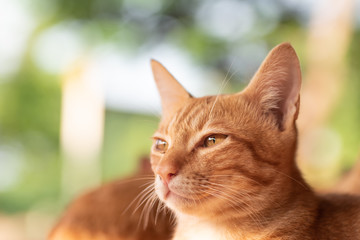 Ginger cat looking something, pet at home