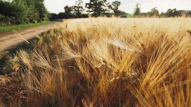 Golden ripe ears of wheat near the road moving by the breeze wind in bright sun light. Full HD 1080p Slowmo slow motion