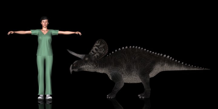 恐竜縮尺図・ズニケラトプス
