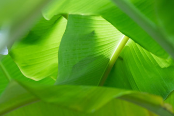 banana leaves, green tropical leaf background and texture