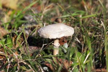 White mushrooms