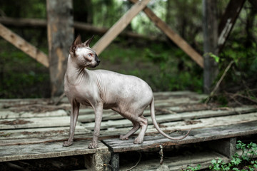 Sphynx cat exploring the wilderness for the first time