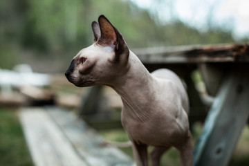 Sphynx cat exploring the wilderness for the first time