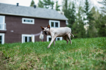 Sphynx cat discovering what is outside its home for the first time