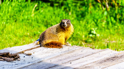 Yellow Bellied Marmot hiding in an old wooden platform in the high Alpine of Tod Mountain in the Shuswap Highlands of British Columbia, Canada