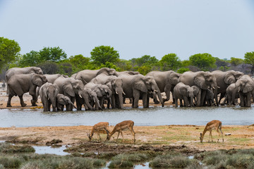 Obraz premium Elephants drinking at a water hole in Etosha, Namibia