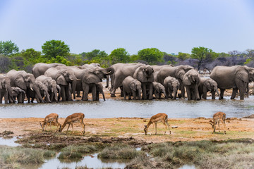 Elephants drinking at a water hole in Etosha, Namibia - obrazy, fototapety, plakaty