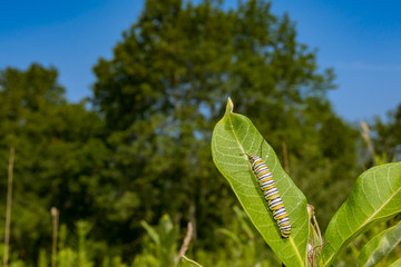 Monarch Caterpillar (Danaus plexippus)