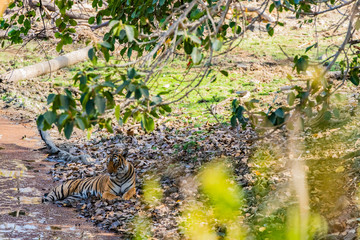 Tiger resting in shade of large tree © Hans