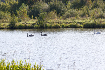 couple of swans