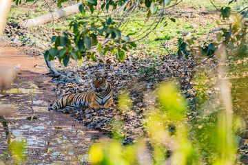 Tiger lying with rump in water on a hot day © Hans