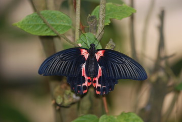 Butterfly with wings spread