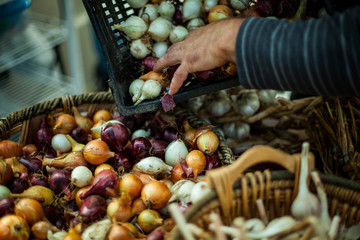 Farmer filling a basket of small red, yellow and white onions