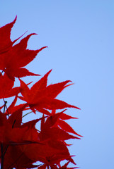 Autum Leafs with blue sky 