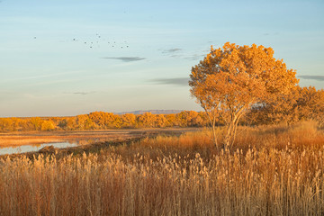 Fototapeta premium Photograph of amber colored dried grasses in the sunlight