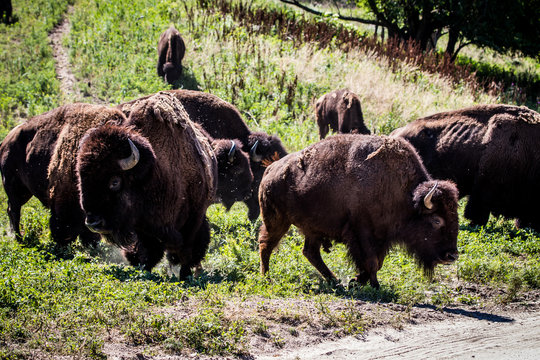 American Bison on the Plains © Matt