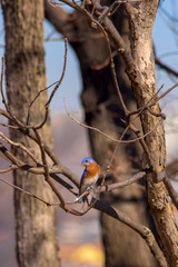Male Eastern Bluebird