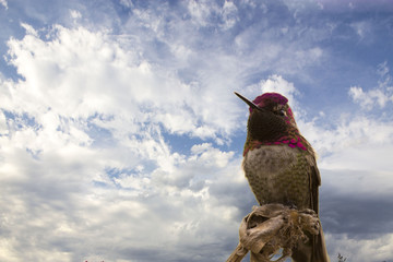 colibri mexicano © Alex