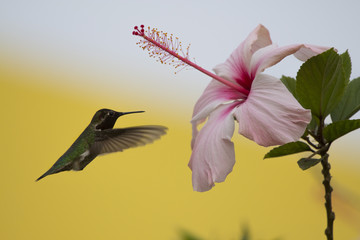 colibri mexicano