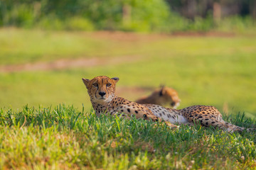 A Cheetah, Acinonyx jubatus, resting in the short grass.