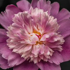 Purple Chrysanthemum