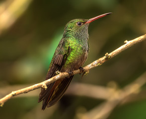 Fototapeta na wymiar Rufous-tailed hummingbird
