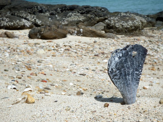 Close up of a big seashell sticking up out of the sand on a beach with rocks and ocean in the background.