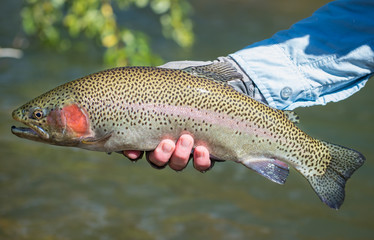 Flyfishing Trout