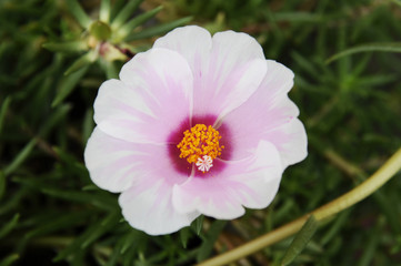 Obraz premium 夏のピンクの花 ポーチュラカ