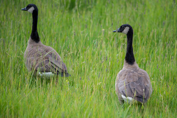 Canada Geese in Tall Grass