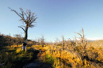 Fototapeta premium Dead trees in yellow dried grass in sunny weather