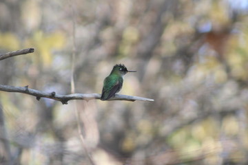 picaflor chico, cajon del maipo