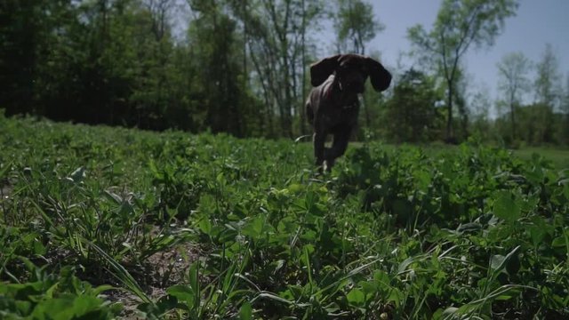 a puppy runs into the field, from out of focus to focus.