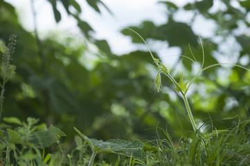 Fototapeta premium green forest