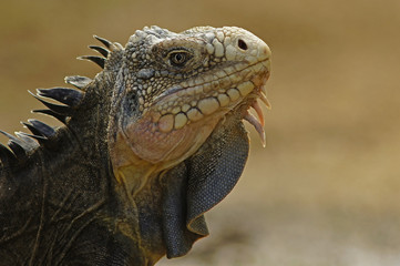 Iguane des petites Antilles