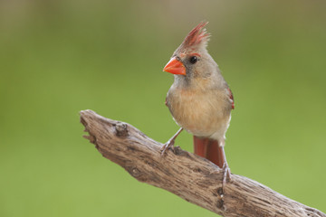 Northern Cardinal perched on a branch