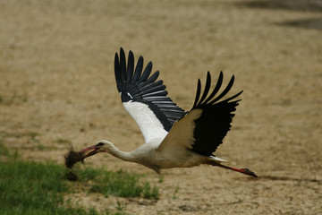 Bâtisseur. Cigogne faisant son nid