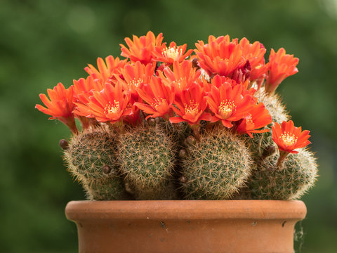 Colorful red blossoms of a small cactus