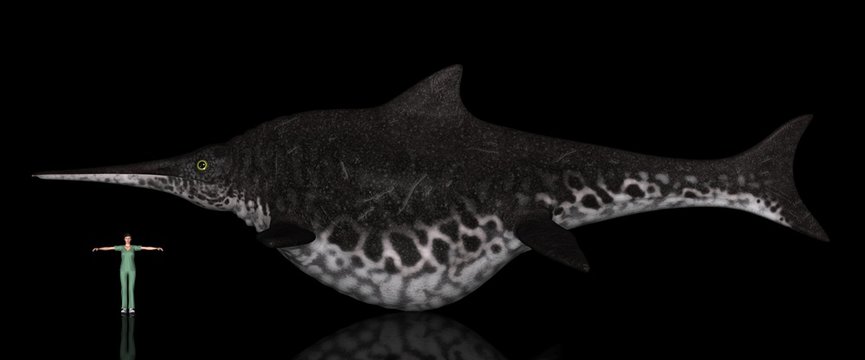 恐竜縮尺図・ショニサウルス