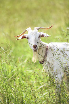 Southern kiko goat, Portrait of white goat with horns in pasture